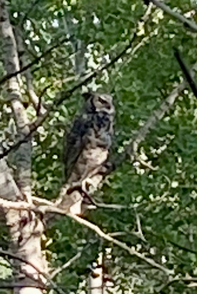Great Horned Owl from Chinook Dr, Cochrane, AB, CA on September 09, 2021 at 1048 AM by