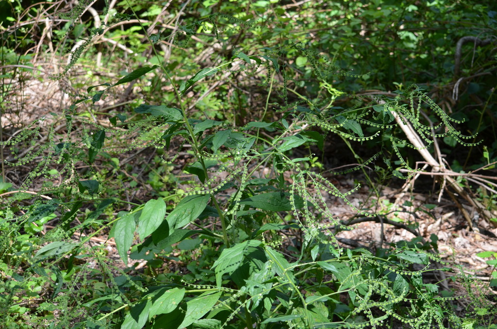 virginia stickseed (Clay Hill Memorial Forest Plants Feather Creek