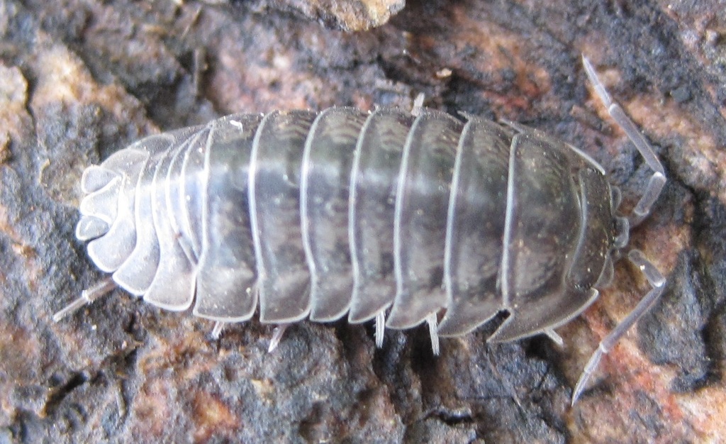 Nosy Pillbug (Terrestrial Isopods (Oniscidea) of North America north