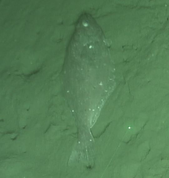 Arrowtooth Flounder (Waterways of BC's Central Coast (a MLNEP guide