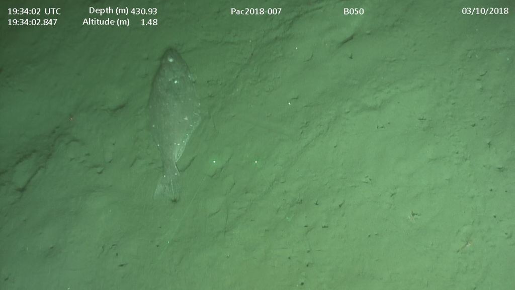 Arrowtooth Flounder (Waterways of BC's Central Coast (a MLNEP guide
