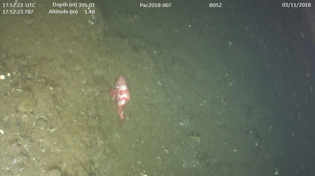 Redbanded Rockfish (Seamounts of Canada's Large Offshore Pacific Area