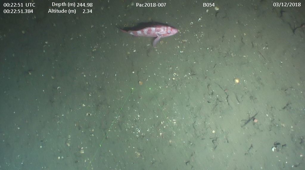 Redbanded Rockfish (Seamounts of Canada's Large Offshore Pacific Area