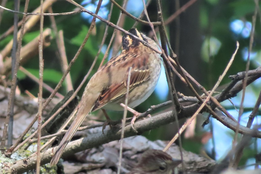 Whitethroated Sparrow from Île SaintJoseph, Laval, QC H7J, Canada on