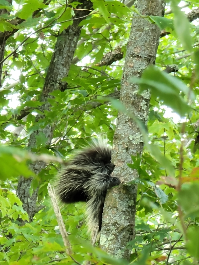North American Porcupine from Benezette, PA 15821, USA on September 21
