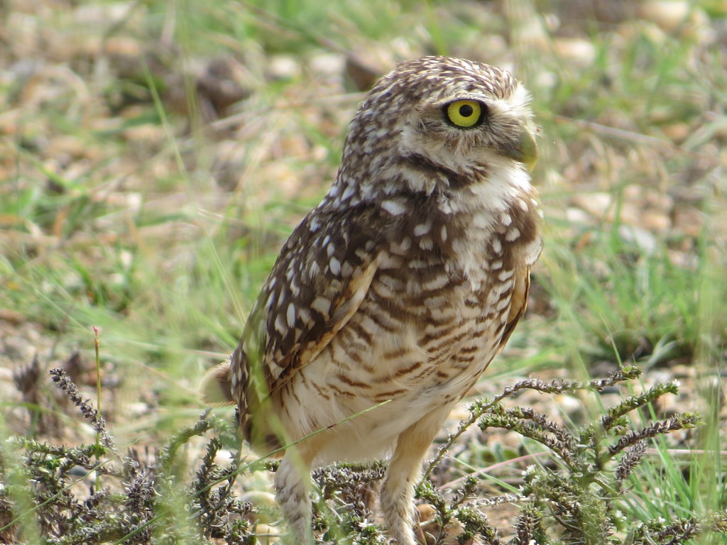 Burrowing Owl (Birds of El Paso County and Pikes Peak, Colorado) · iNaturalist