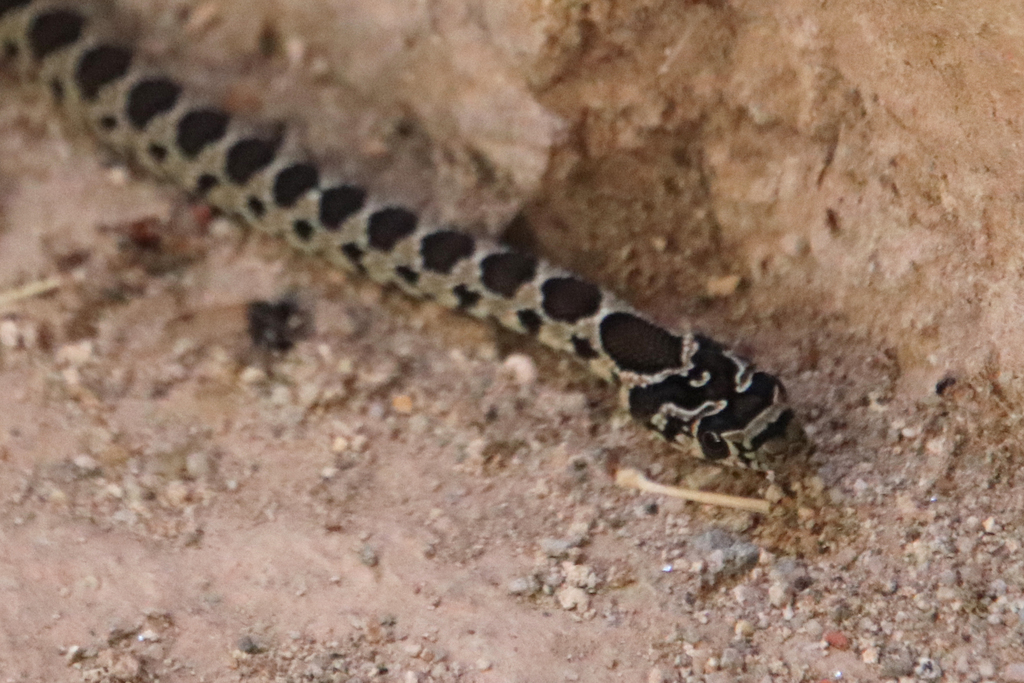 Horseshoe Whip Snake from 7320 Castelo de Vide, Portugal on September