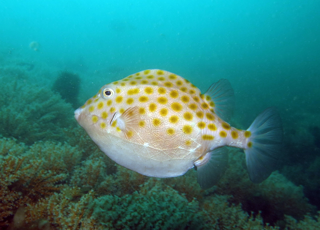 Eastern Smooth Boxfish (Parsley Bay and Surrounds Fishes) · iNaturalist