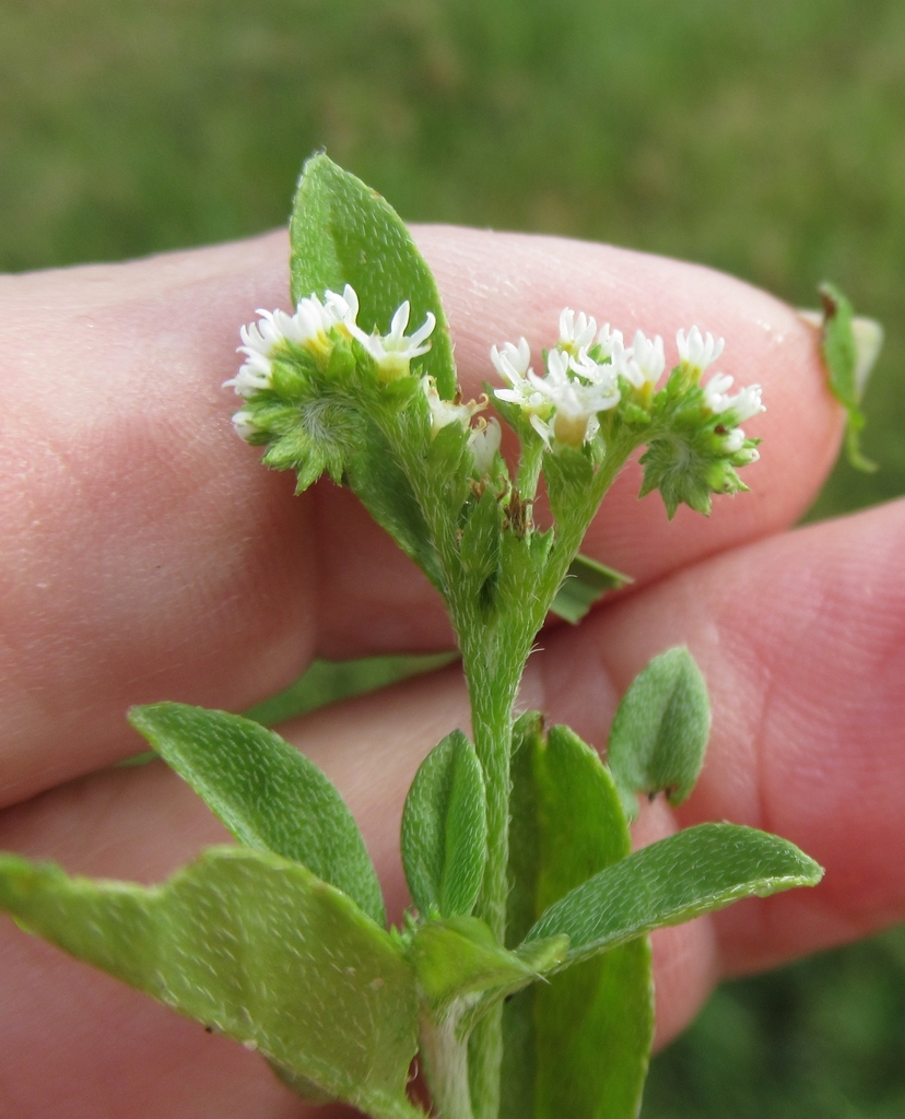 fourspike heliotrope from WilsonLedbetter Park, Cameron, Milam Co, TX