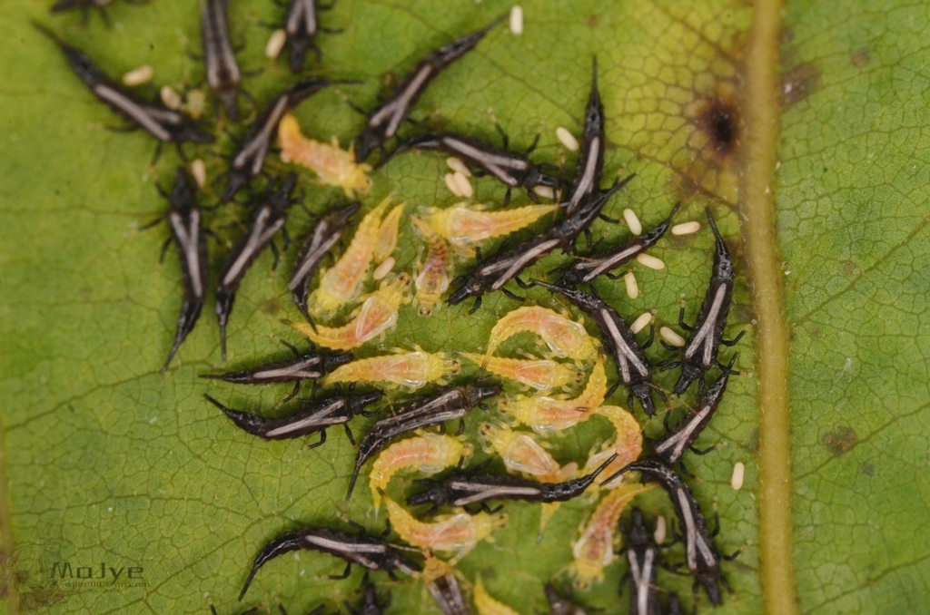 Beneficial Insects How to Control Houseplant Pests Using Good Bugs A