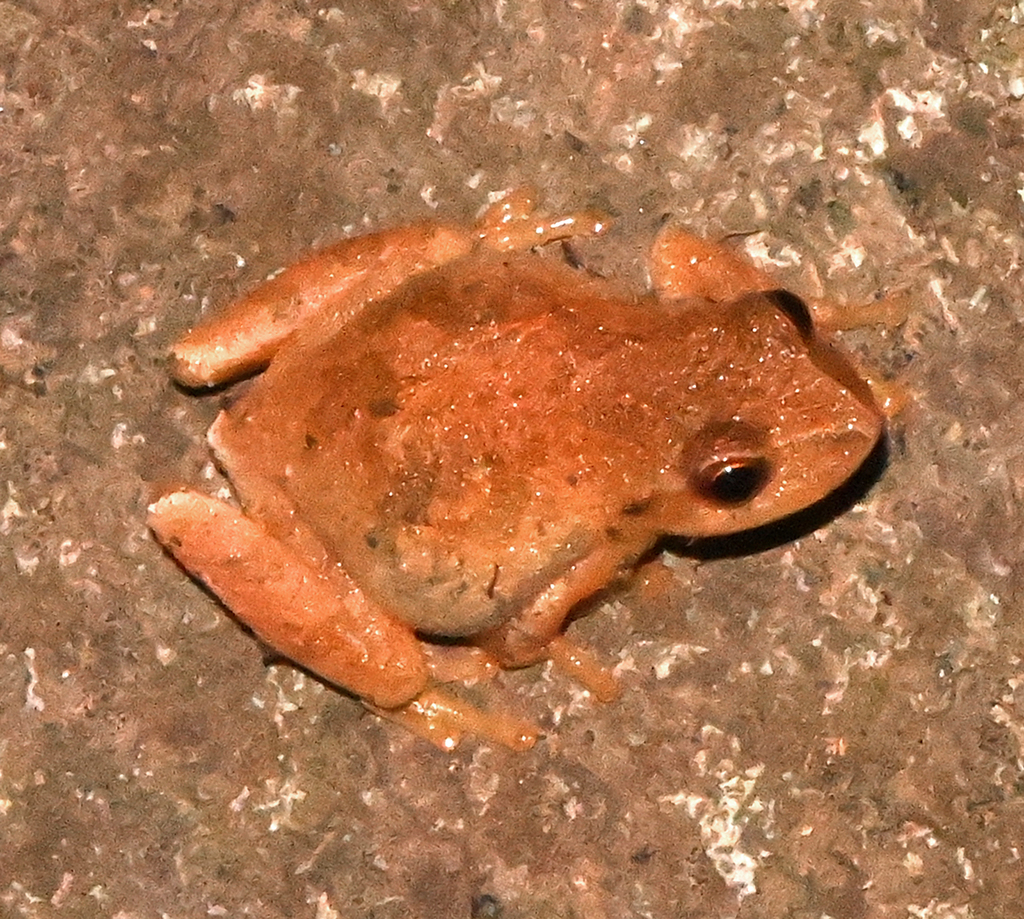 Spring Peeper from Hamden, CT, USA on October 03, 2021 at 0952 PM by