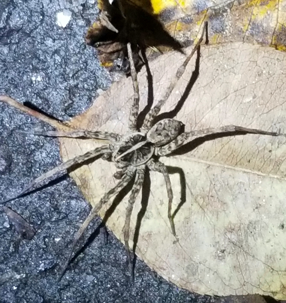 Lycosinae from WalMart, 845R Blowing Rock Blvd, Lenoir, NC 28645, USA