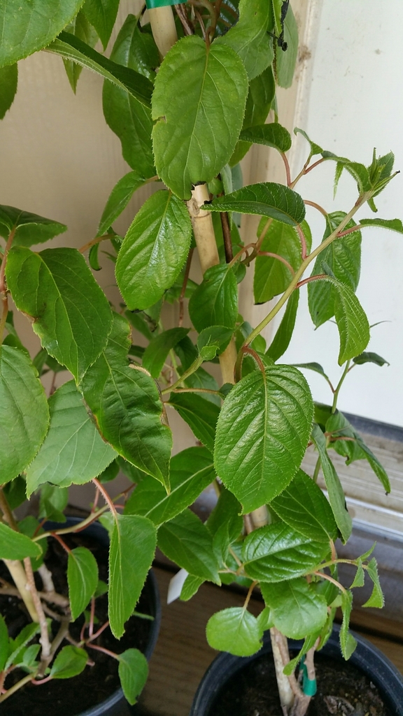 Hardy kiwifruit (Invasive Plants of Maryland) · iNaturalist