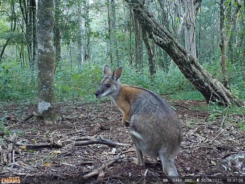 Blackstriped Wallaby ([Brisbane] Kangeroos & Wallabies) · iNaturalist