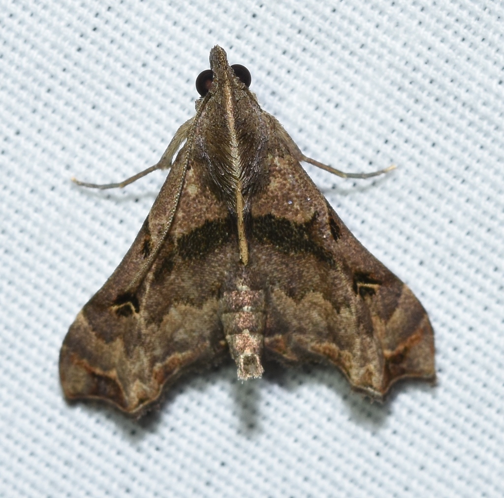 Faintspotted Palthis Moth from Don Robinson State Park, 9275