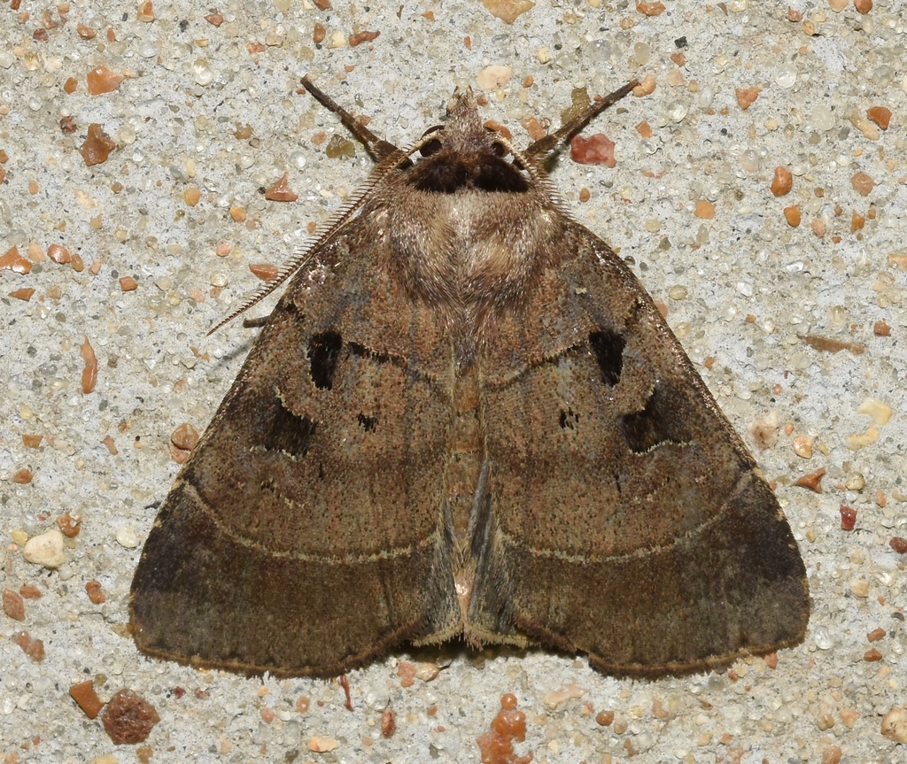 Palebanded Dart from Don Robinson State Park, 9275 Byrnesville Rd