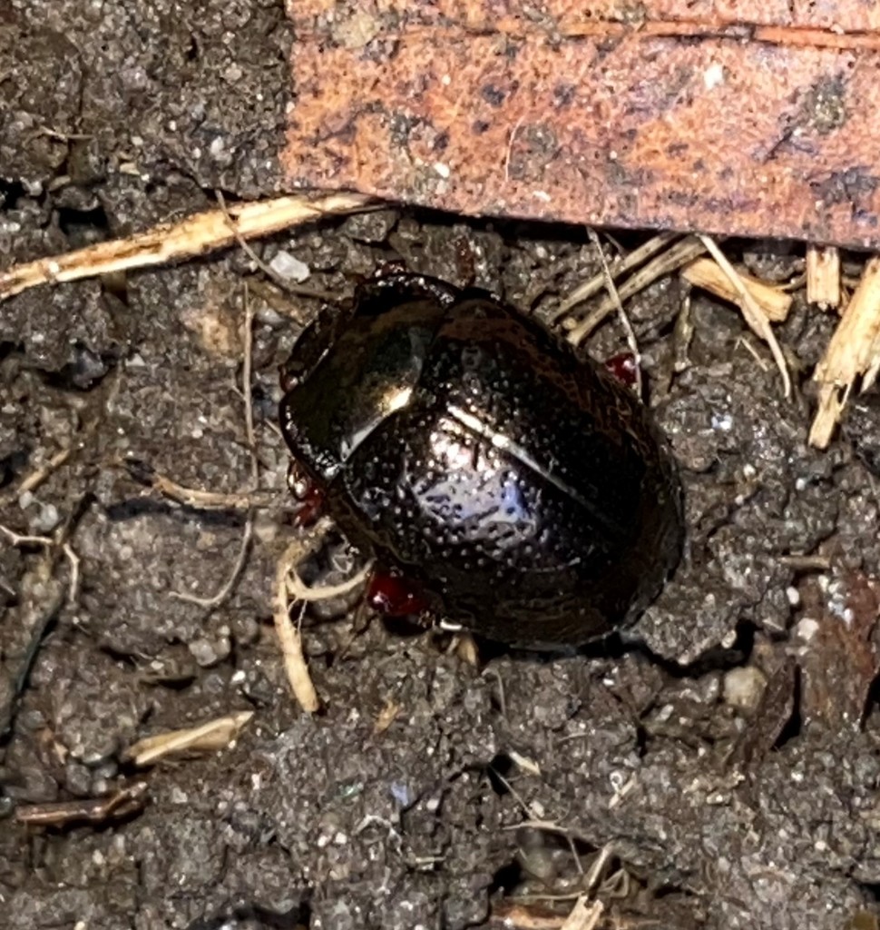 Bronze Beetle from Kinsley Ave., Richmond, VA on October 07, 2021 at 11