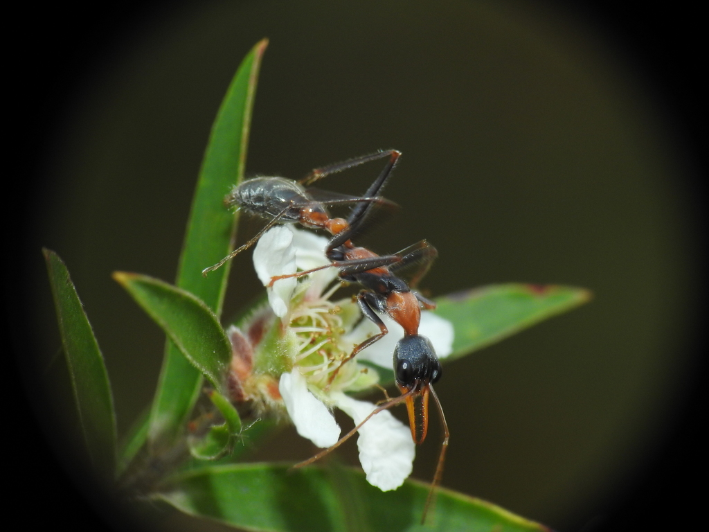 Jumping Jack Ant from Tuan Forest QLD 4650, Australia on October 16