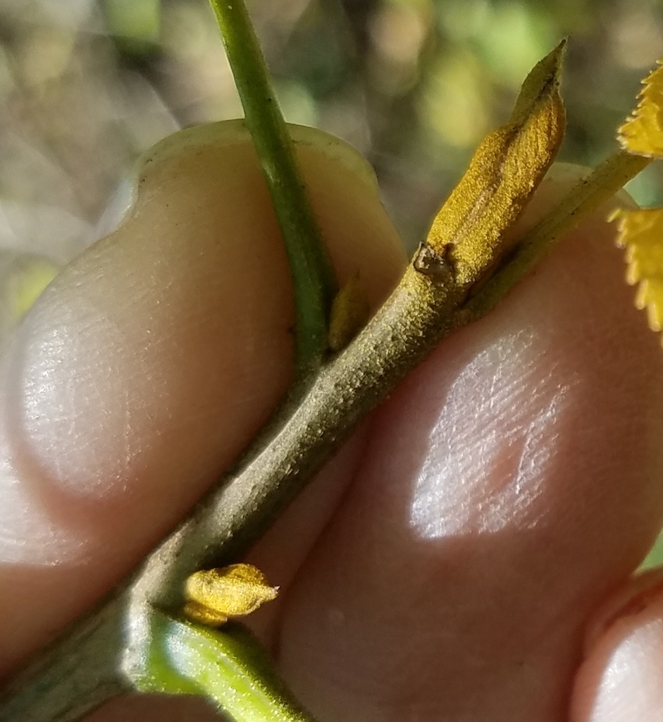 bitternut hickory from North Willow Farms, Indianapolis, IN 46260, USA