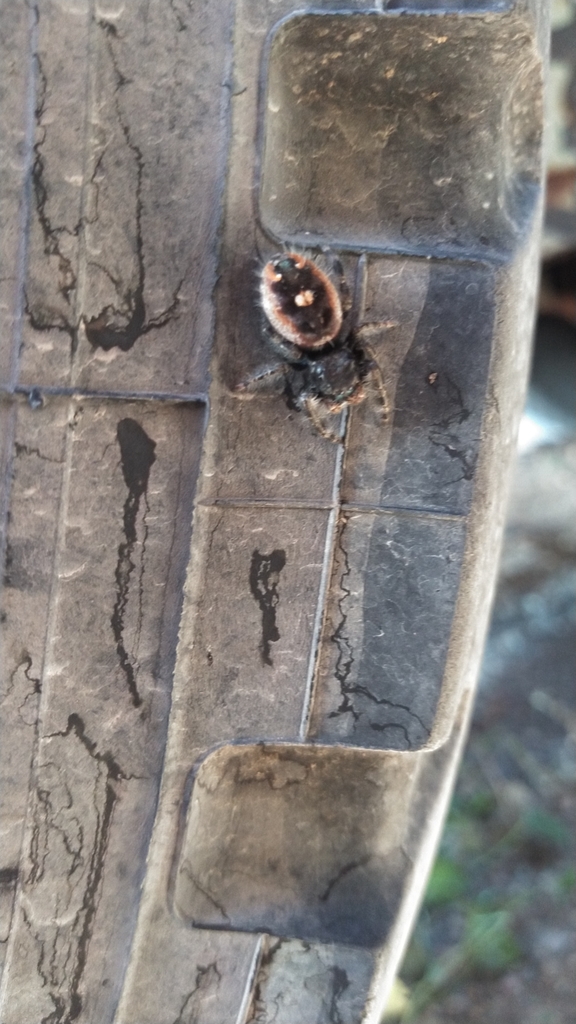 Bold Jumping Spider from Slater, WY 82201, USA on October 17, 2021 at