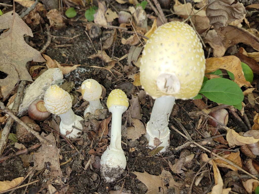 Small FunnelVeil Amanita from Jamestown Township, IN, USA on October