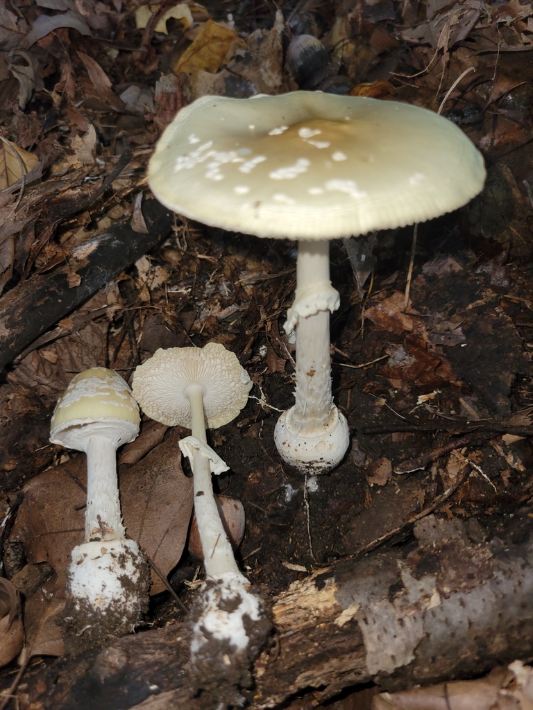 Small FunnelVeil Amanita from Jamestown Township, IN, USA on October