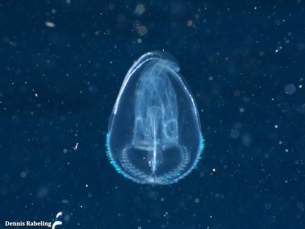 Winged Comb Jellies (Jellyfish of the Cape Fear Region, NC) · iNaturalist