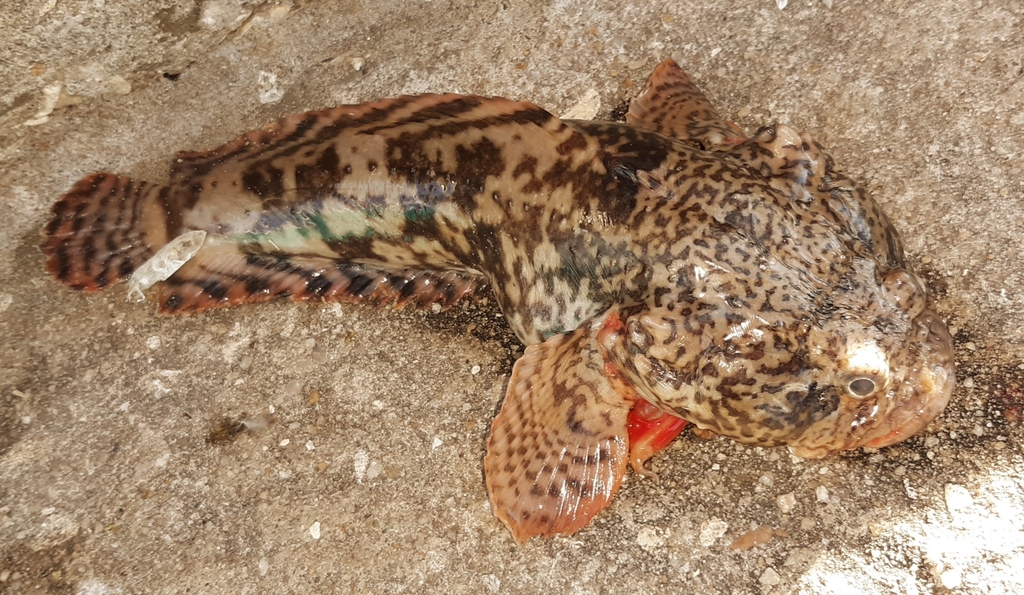 Easy Oyster Toadfish Recipe 2023 AtOnce