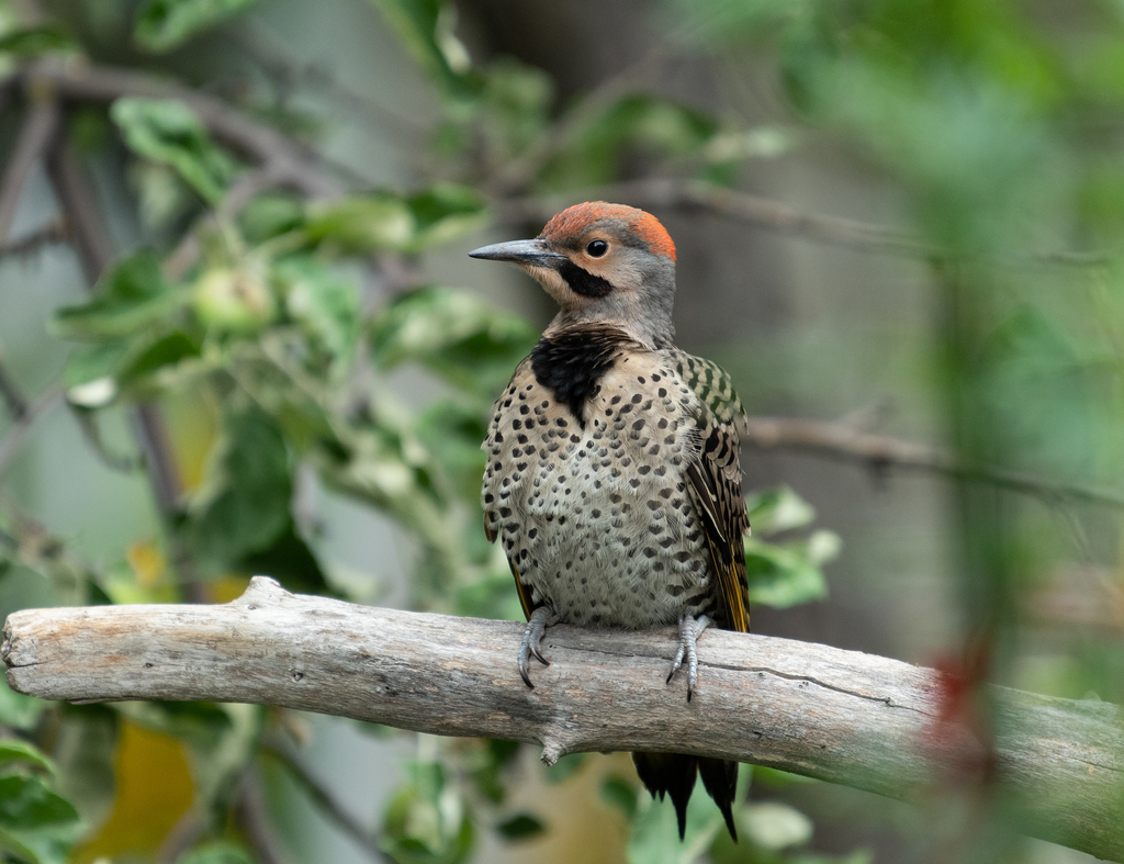 Northern Yellowshafted Flicker from Woodcroft, Edmonton, AB, Canada on