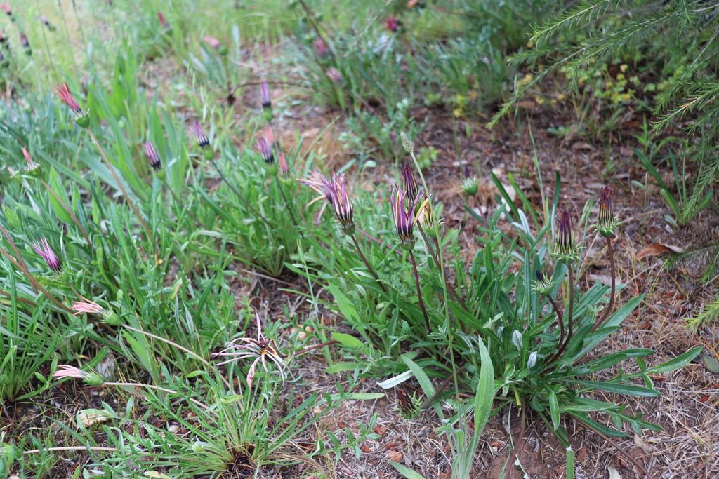 Treasure Flowers in October 2021 by babblerboy · iNaturalist