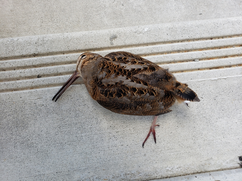 American Woodcock from Philadelphia, PA 19122, USA on October 25, 2021