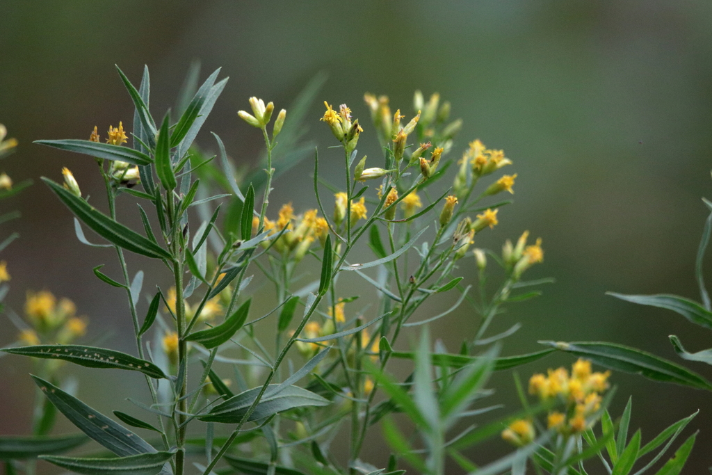 Rough Goldentop from Jackson County, MS, USA on October 27, 2021 at 02