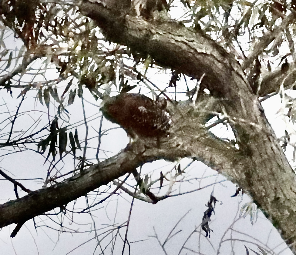 Redshouldered Hawk from North Valley, Oceanside, CA, USA on October 31