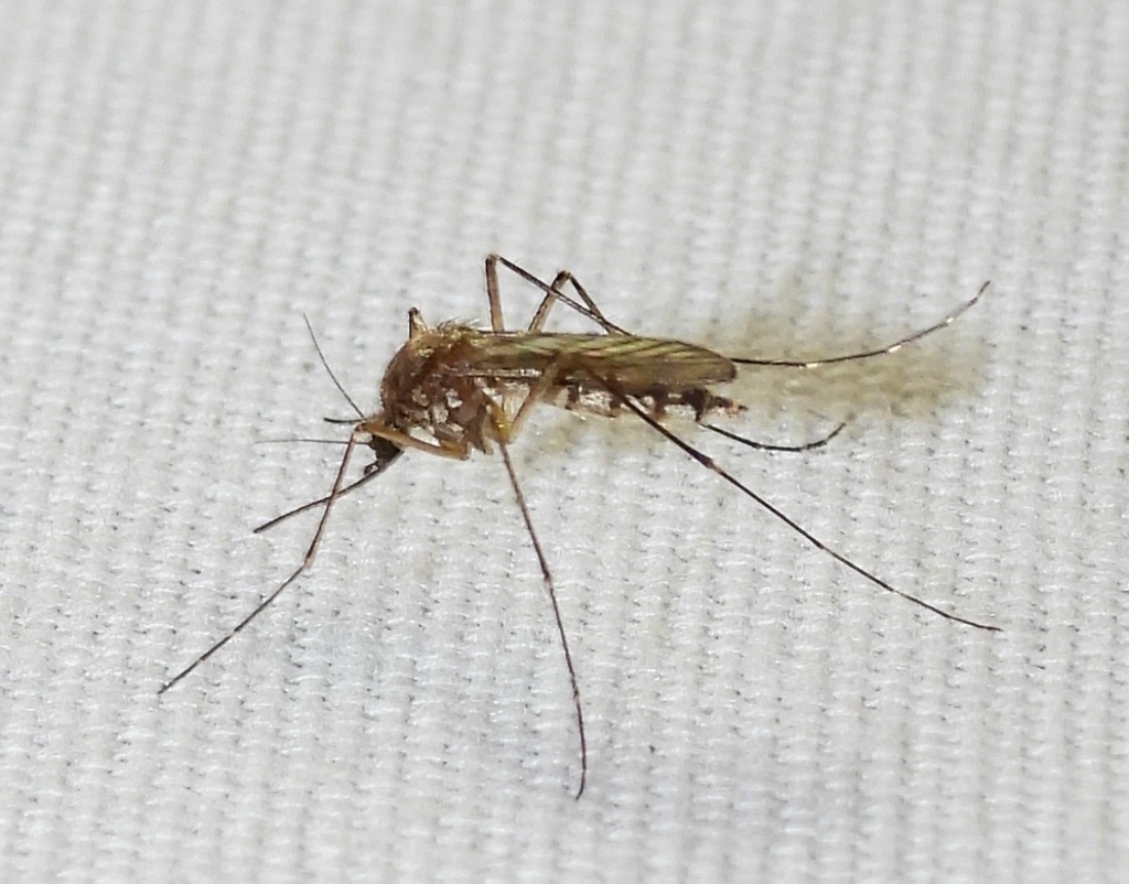 Inland Floodwater Mosquito from 545 Pecan Dr, St Gabriel, LA 70776, USA