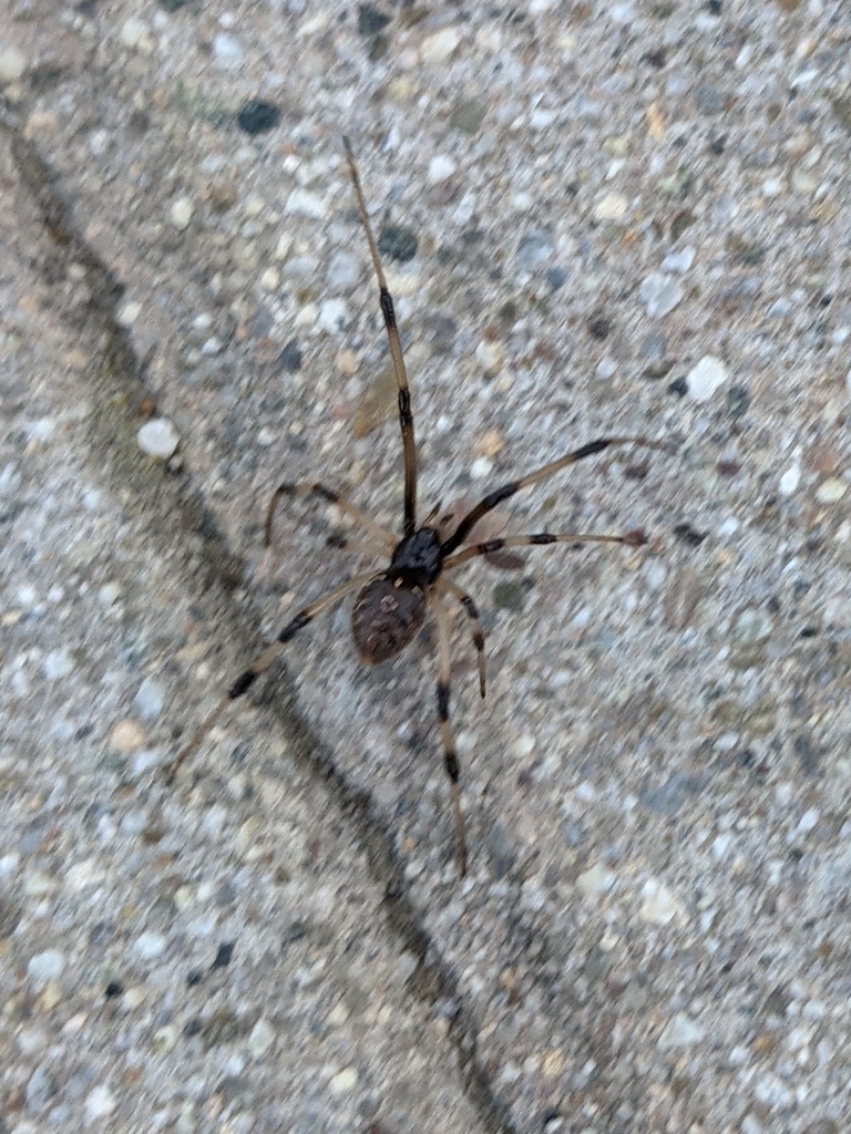 Brown Widow from Hobson Heights, Ventura, CA 93001, USA on November 08