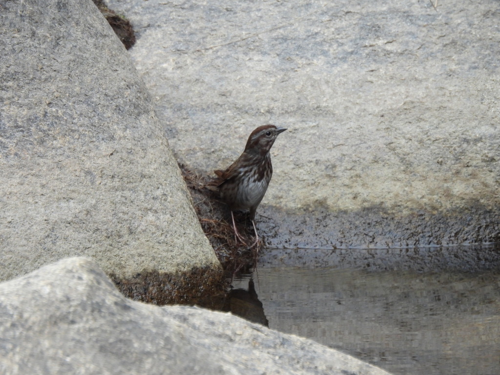 Song Sparrow from 1170 CA4, Arnold, CA 95223, USA on November 06, 2021