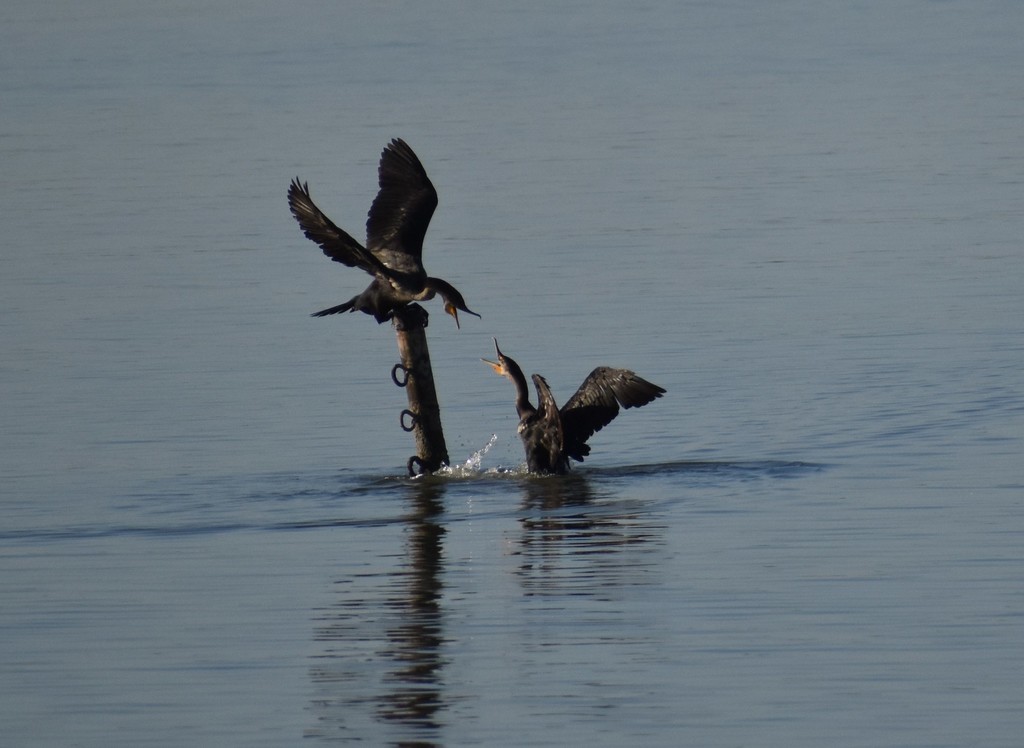 Doublecrested Cormorant from Dallas, TX, USA on October 31, 2021 at 0721 AM by estep · iNaturalist