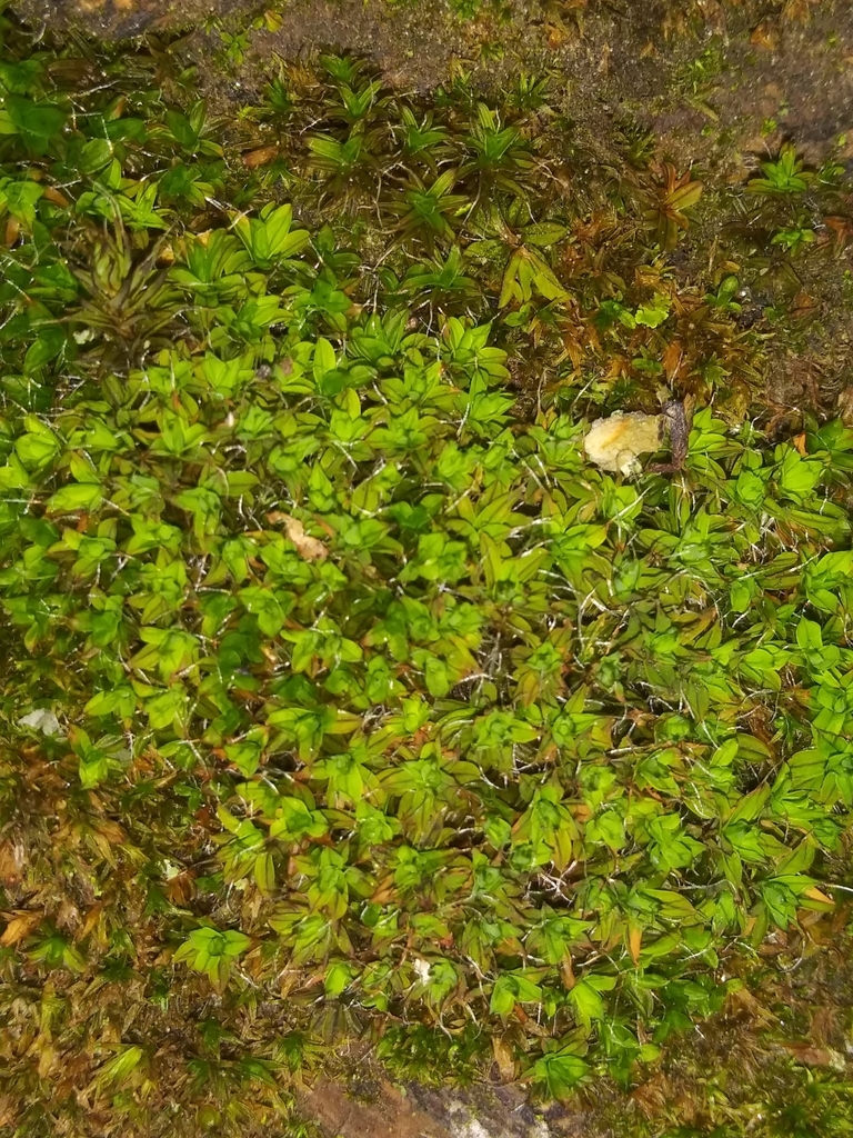 Syntrichia from Asotin County, USWA, US on November 08, 2021 at 0326