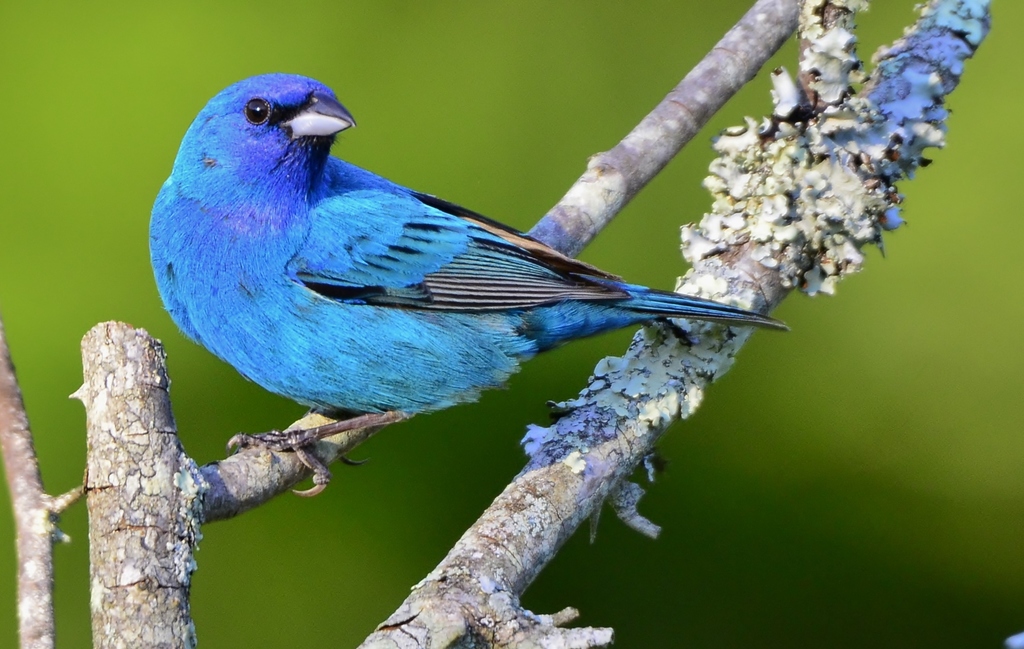 Indigo Bunting (Birds of Minnesota) · iNaturalist
