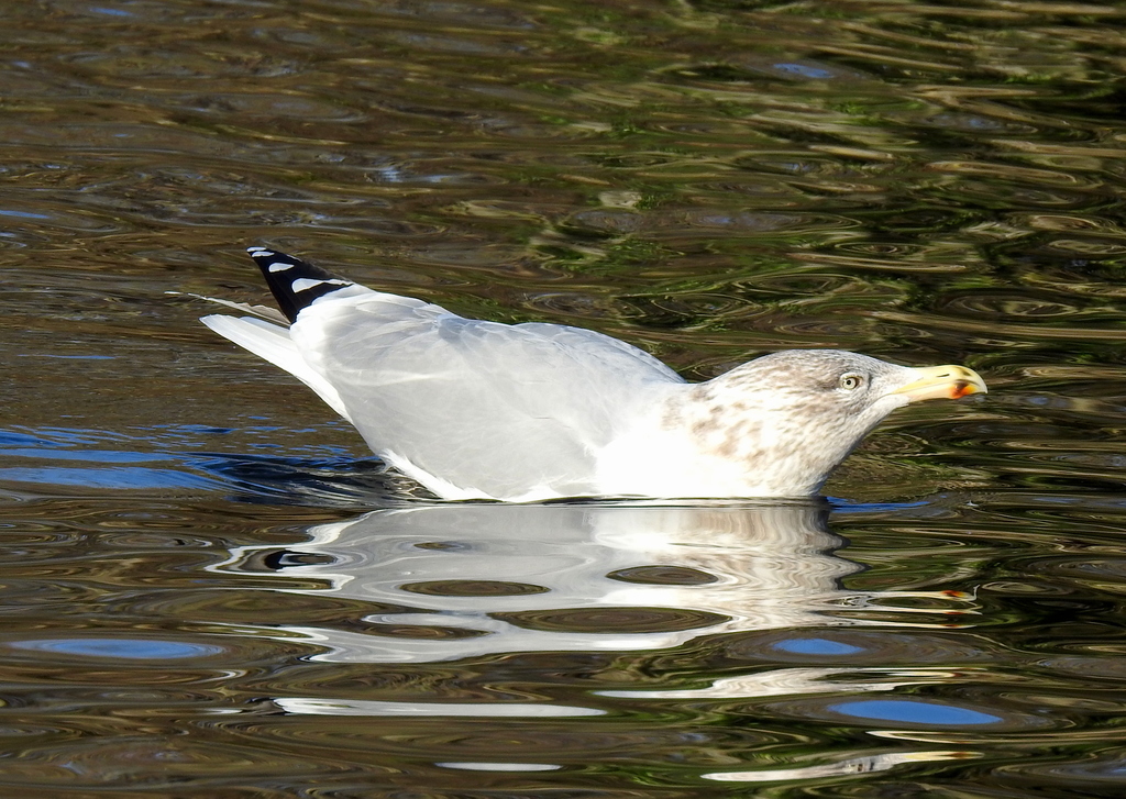 Herring Gull from Southport, UK on November 14, 2021 at 1052 AM by