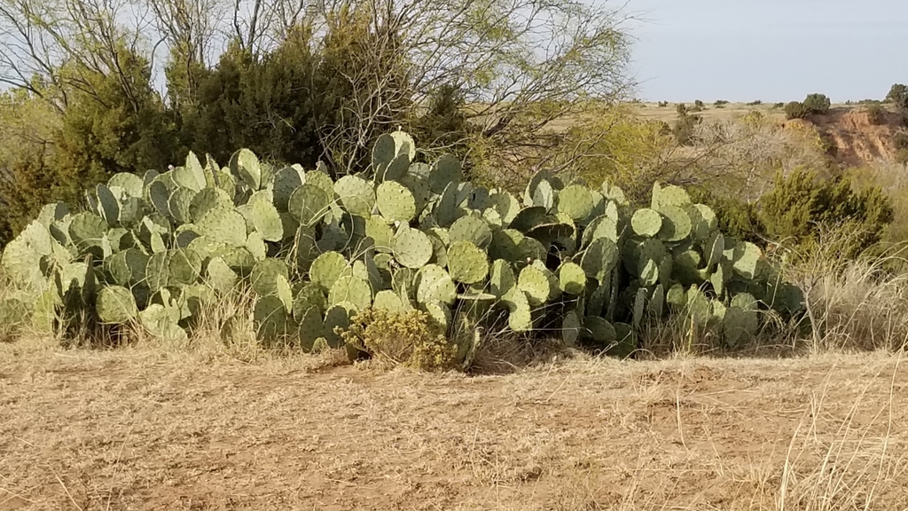 Western Pricklypear from Quitaque, TX 79255, USA on November 20, 2021