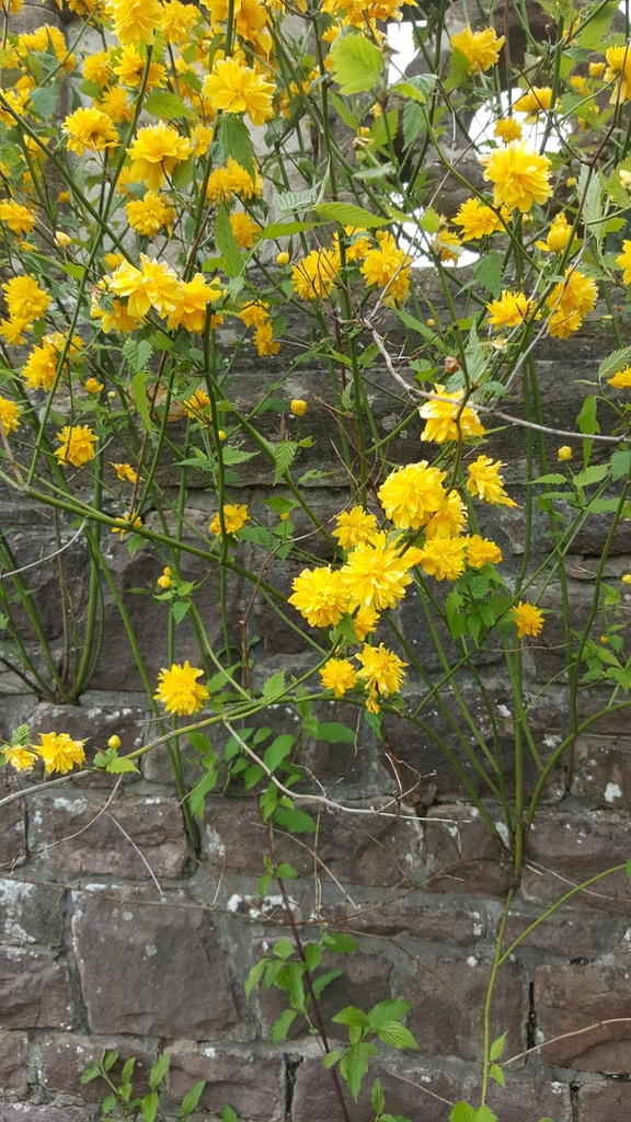 Japanese Kerria from 44 Falcondale Rd, Bristol BS9 3JU, UK on April 30