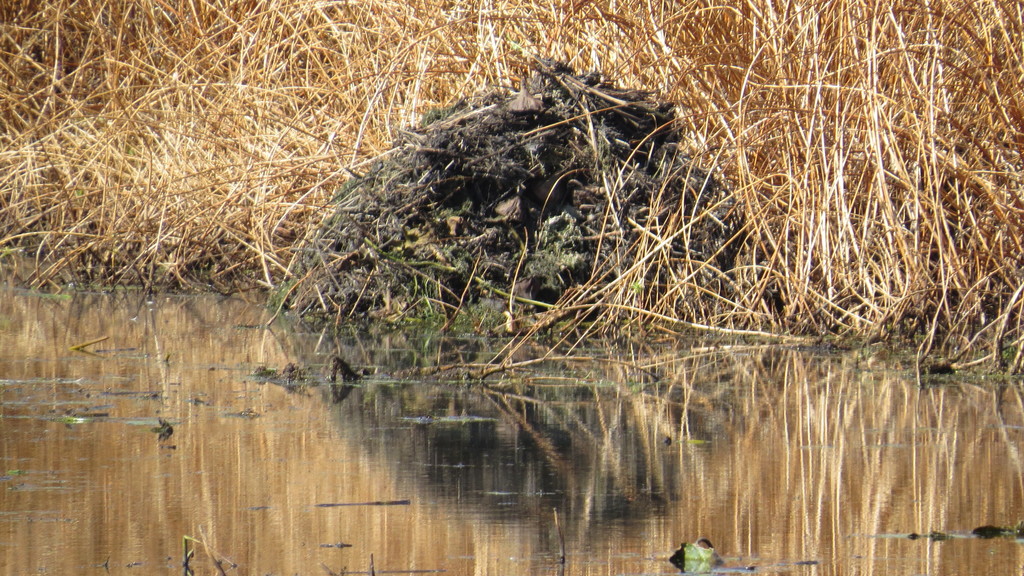 Muskrat from Trempealeau National Wildlife Refuge, Trempealeau County