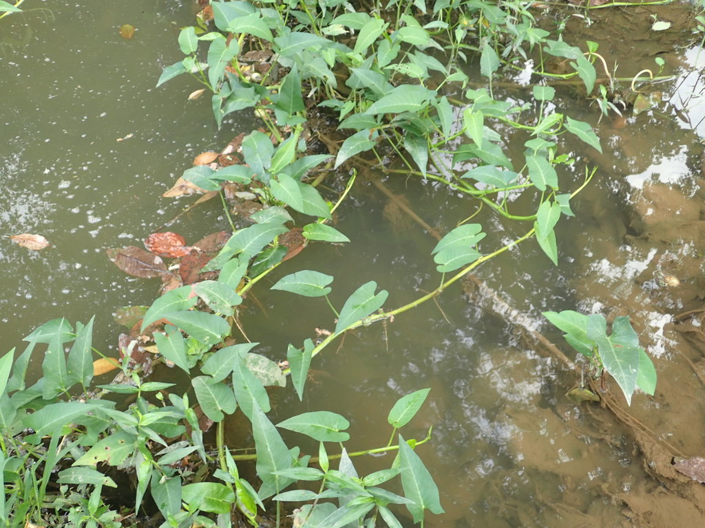 Water Morning Glory (Invasive Plants of Maryland) · iNaturalist