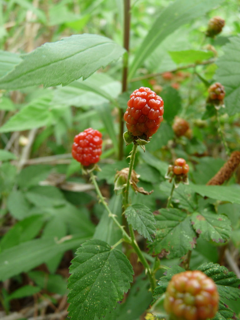 Pennsylvania Blackberry from Houston Arboretum & Nature Center, Houston