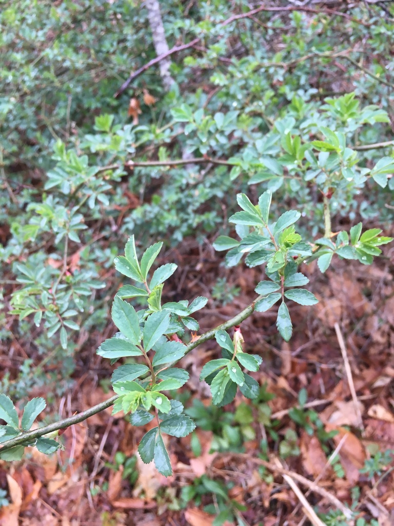 multiflora rose (Invasive Plants of Maryland) · iNaturalist