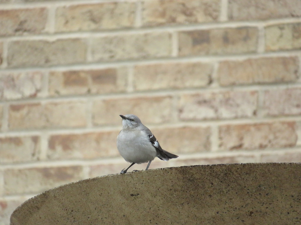Northern Mockingbird from 767 Clifton Rd, Atlanta, GA 30307, USA on