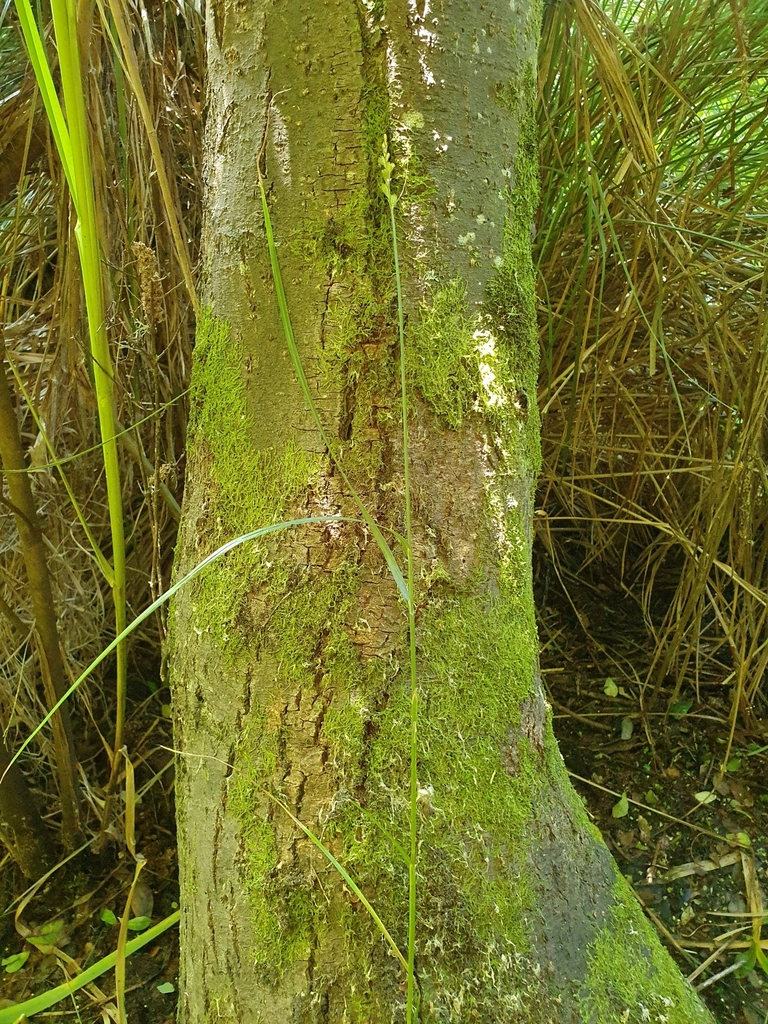 pointed broom sedge from Kopuatai Wetland, New Zealand on December 20
