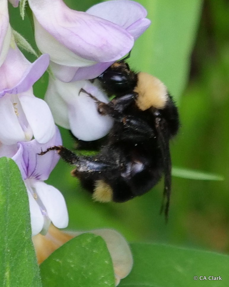 California Bumble Bee (Mount Rainier National Park Pollinator Guide 🐝 🦋
