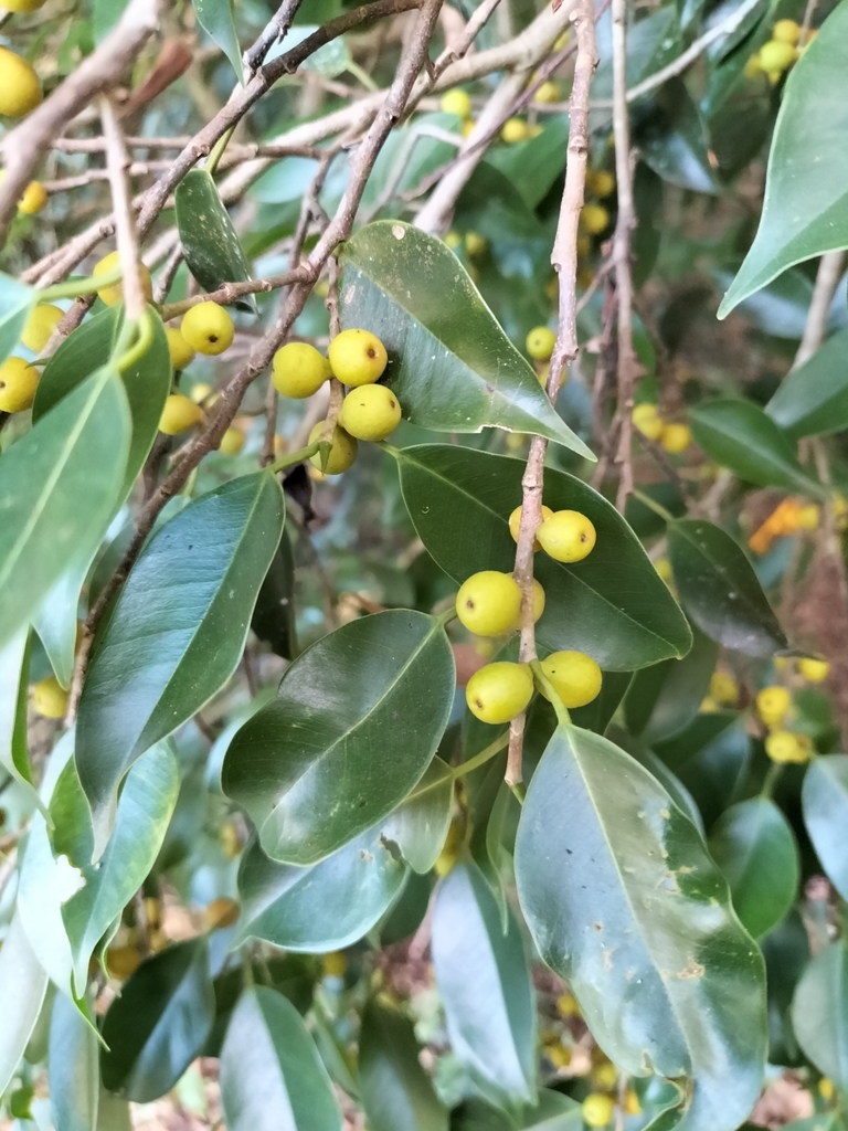 Laurel de la India (Flora del Parque de la Equidad Cancún) · iNaturalist